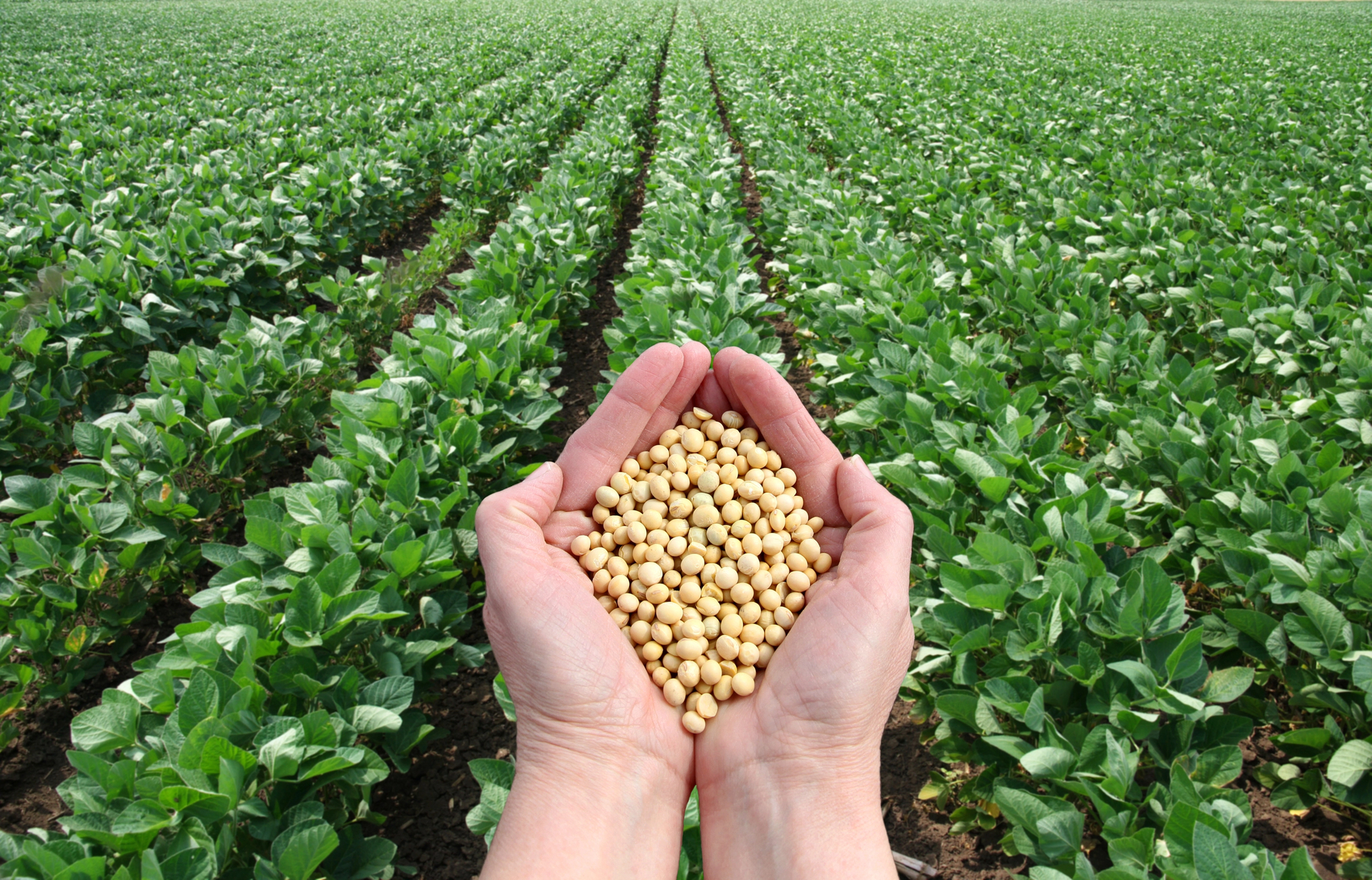 Hands holding soybeans in a field of soybeans